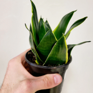Alternative view of Sansevieria Emerald Star Plant - 4 Inch Potted Snake Plant