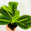 Green Lemon Lime Maranta Plant - 2 inch Potted Indoor Plant