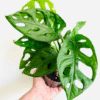 Monstera Adansonii Swiss Cheese Plant 2.5 Inch Potted Houseplant