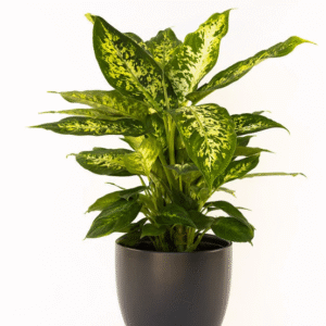 Alternative view of Dieffenbachia Compacta Tropical Snow Plant 6 inch Indoor Air Purifier