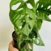 Monstera Adansonii Swiss Cheese Plant 4 inch Potted Indoor Plant