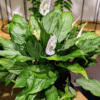 Platinum Mist Peace Lily Plant - 8 Inch Potted Indoor Air Purifier
