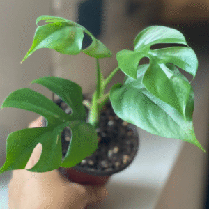 Alternative view of Rare Mini Monstera Plant - 4 Inch Potted Indoor Plant