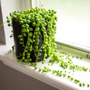 Alternative view of String of Pearls Plant - 6 Inch Trailing Succulent Indoor Plant