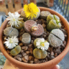 Lithops Succulent Plants - Lithops Live Plants -10pcs (0.4-0.5") - Colorful Living Stones, Bare Root