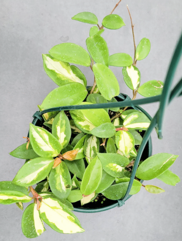 Hoya Crimson Princess Plant - 2.5 Inch Potted Indoor Plant