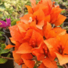 Bougainvillea 'Orange King' Flowering Plant 6" Orange-Pink Outdoor Shrub