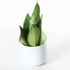 Sansevieria Moonshine Plant - 4 inch Potted Snake Plant