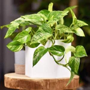 Alternative view of Marble Queen Pothos Plant 2.5 inch Potted Indoor Air Purifier