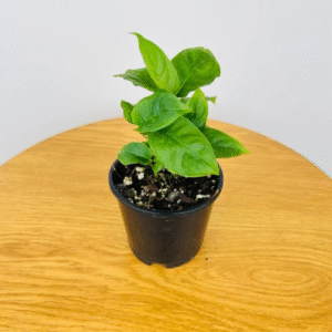 Alternative view of Monstera Laniata Plant - 4 Inch Potted Houseplant