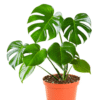 Monstera Deliciosa Splitleaf Plant - 8 Inch Potted Indoor Plant