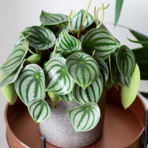 Alternative view of Watermelon Peperomia Plant 2.5 inch Potted Indoor Plant