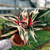 Calathea Triostar Plant - 4 Inch Potted Indoor Plant