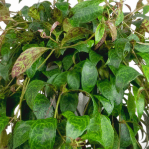 Alternative view of Black Pagoda Lipstick Plant - 4 Inch Potted Indoor Plant