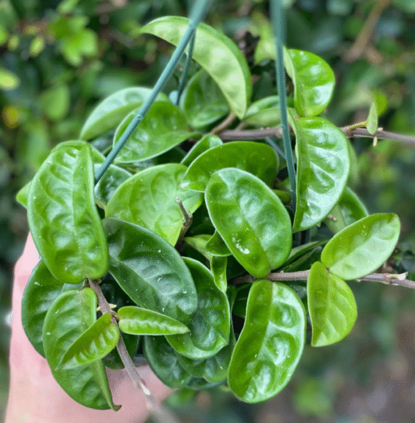 Hoya Krinkle Wax Plant - 2.5 Inch Potted Plant - Easy Care Indoor Plant