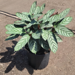 Alternative view of Calathea Setosa Grey Star Plant - 4 Inch Potted Indoor Plant