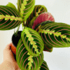 Red Maranta Prayer Plant 6 inch Potted Indoor Plant