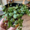 String of Turtles Plant 4 Inch Potted Indoor Succulent