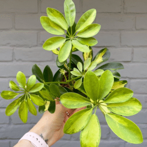Alternative view of Schefflera Arboricola 'Gold Capella' Plant - 6 Inch Potted Umbrella Plant