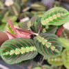 Red Maranta Prayer Plant - 2 Inch Potted Indoor Plant