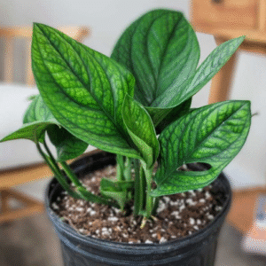 Alternative view of Monstera Peru Plant - 4 Inch Potted Indoor Plant