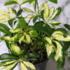 Schefflera Arboricola Variegated Umbrella Plant - 4 Inch Potted Plant