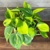 Philodendron Brasil Plant 4 inch Pot Indoor