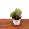 Philodendron Micans Plant 2 Inch Potted Indoor Vine