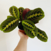 Red Maranta Prayer Plant - 4 Inch Potted Indoor Plant