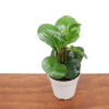 Peperomia Obtusifolia Live Plant - 4 Inch Potted Indoor Plant