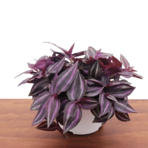 Dark Desire Wandering Jew Tradescantia Plant - 6 Inch Potted Indoor Plant