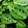 Green Maranta Kerchoveana Plant 4 Inch Pot Prayer Plant