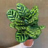 Calathea Peacock Makoyana Plant - 2 Inch Potted Tropical Houseplant