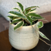 Hoya Carnosa Soft Leaf Wax Plant 4 Inch Potted Indoor Plant