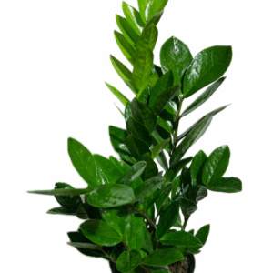 Alternative view of Zamioculcas Zamiifolia Plant - 6 Inch Potted Plant Indoor