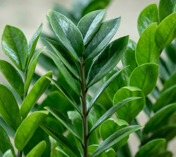 Zamioculcas Zamiifolia Plant - 6 Inch Potted Plant Indoor