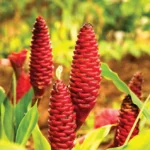 Shampoo Ginger Plant Live Plant 4-7 Inch Tall Awapuhi Shampoo Plant
