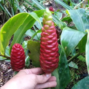 Shampoo Ginger Plant Live Plant 4-7 Inch Tall Awapuhi Shampoo Plant