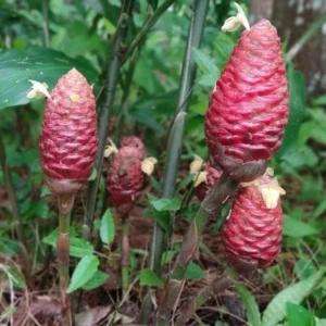 Shampoo Ginger Plant Live Plant 4-7 Inch Tall Awapuhi Shampoo Plant