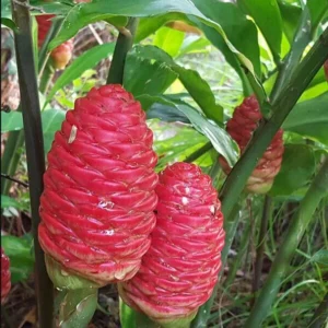 Shampoo Ginger Plant Live Plant 4-7 Inch Tall Awapuhi Shampoo Plant