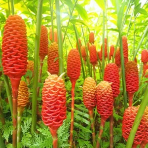 Shampoo Ginger Plant Live Plant 4-7 Inch Tall Awapuhi Shampoo Plant