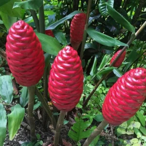 Shampoo Ginger Plant Live Plant 4-7 Inch Tall Awapuhi Shampoo Plant