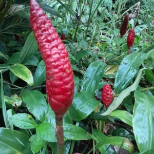 Shampoo Ginger Plant Live Plant 4-7 Inch Tall Awapuhi Shampoo Plant