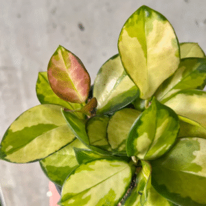 Alternative view of Hoya Australis Lisa Plant - Rare Variety - 6 Inch Potted Plant