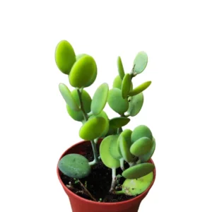 Silver Dollar Vine Plant - 2 Inch Potted Indoor Vine