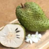 Soursop Plant Live for Planting 5-8 Inch Sweet Soursop Tree Seedling
