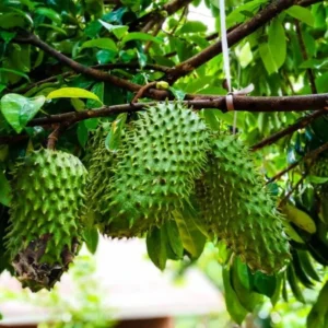 Soursop Plant Live for Planting 5-8 Inch Sweet Soursop Tree Seedling