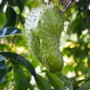 Soursop Plant Live for Planting 5-8 Inch Sweet Soursop Tree Seedling