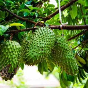 Soursop Plant Live for Planting 5-8 Inch Sweet Soursop Tree Seedling