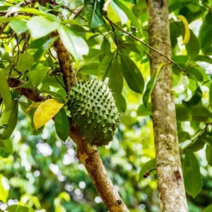 Soursop Plant Live for Planting 5-8 Inch Sweet Soursop Tree Seedling
